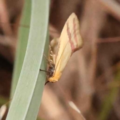 Coeranica isabella (A Concealer moth (Wingia group)) at O'Connor, ACT - 5 Oct 2023 by ConBoekel
