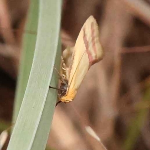 Coeranica isabella at O'Connor, ACT - 5 Oct 2023