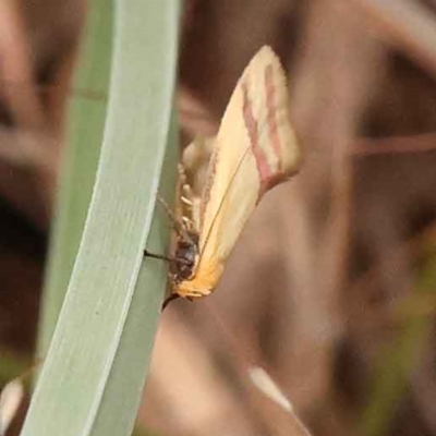 Coeranica isabella (A Concealer moth) at Dryandra St Woodland - 5 Oct 2023 by ConBoekel