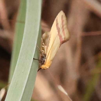 Coeranica isabella (A Concealer moth (Wingia group)) at O'Connor, ACT - 5 Oct 2023 by ConBoekel