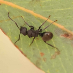 Polyrhachis phryne (A spiny ant) at Dryandra St Woodland - 5 Oct 2023 by ConBoekel