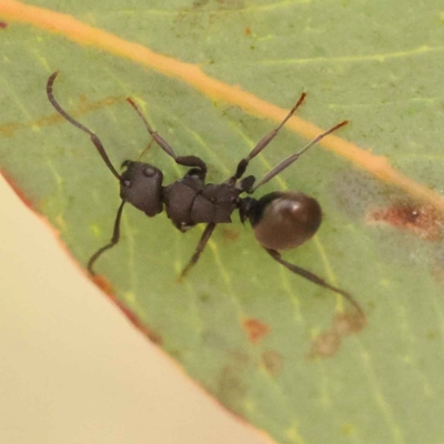 Polyrhachis phryne (A spiny ant) at O'Connor, ACT - 5 Oct 2023 by ConBoekel