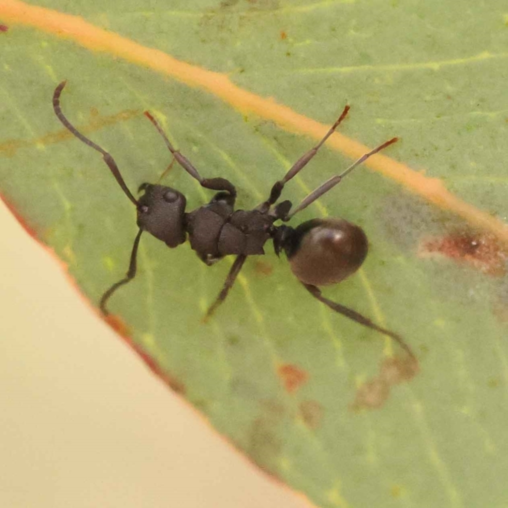 Polyrhachis phryne at O'Connor, ACT - 5 Oct 2023