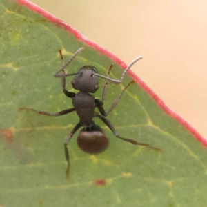 Polyrhachis phryne at O'Connor, ACT - 5 Oct 2023 04:21 PM