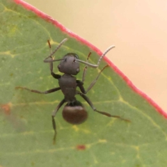 Polyrhachis phryne at O'Connor, ACT - 5 Oct 2023