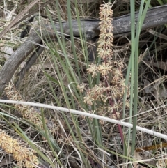 Lomandra multiflora at Belconnen, ACT - 6 Oct 2023