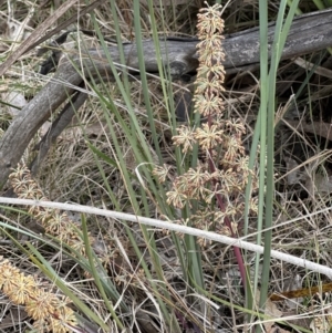 Lomandra multiflora at Aranda, ACT - 6 Oct 2023