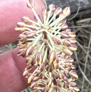 Lomandra multiflora at Belconnen, ACT - 6 Oct 2023