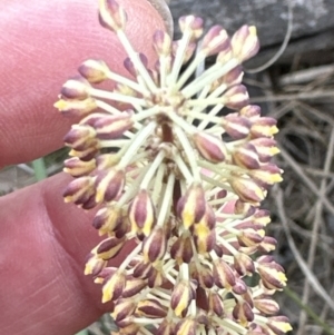 Lomandra multiflora at Aranda, ACT - 6 Oct 2023