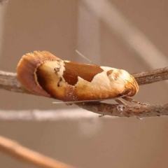 Hoplomorpha camelaea (A Concealer moth) at Dryandra St Woodland - 5 Oct 2023 by ConBoekel