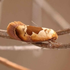 Hoplomorpha camelaea (A Concealer moth (Wingia group)) at O'Connor, ACT - 5 Oct 2023 by ConBoekel