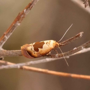 Hoplomorpha camelaea at O'Connor, ACT - 5 Oct 2023