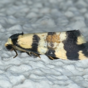 Thallarcha (genus) at Ainslie, ACT - 27 Sep 2023
