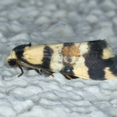 Thallarcha (genus) at Ainslie, ACT - 27 Sep 2023 by jb2602