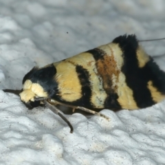 Thallarcha (genus) at Ainslie, ACT - 27 Sep 2023