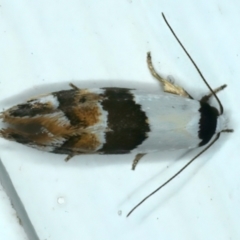 Zonopetala decisana at Ainslie, ACT - 27 Sep 2023