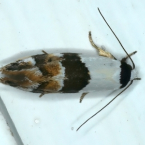 Zonopetala decisana at Ainslie, ACT - 27 Sep 2023