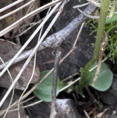 Pterostylis nutans (Nodding Greenhood) at Aranda Bushland - 6 Oct 2023 by lbradley