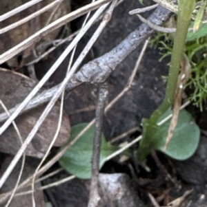 Pterostylis nutans at Aranda, ACT - 6 Oct 2023