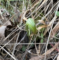 Pterostylis nutans at Aranda, ACT - suppressed