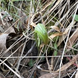 Pterostylis nutans at Aranda, ACT - suppressed