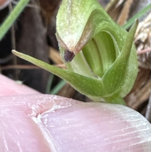 Pterostylis nutans at Belconnen, ACT - 6 Oct 2023
