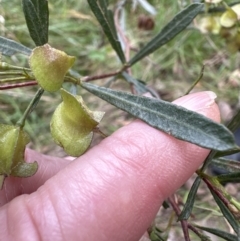 Dodonaea viscosa subsp. spatulata at Aranda, ACT - 6 Oct 2023