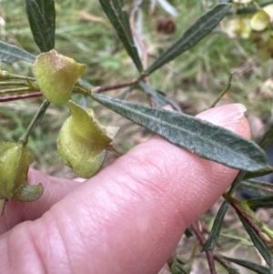 Dodonaea viscosa subsp. spatulata at Aranda, ACT - 6 Oct 2023