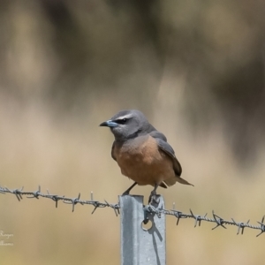 Artamus superciliosus at Belconnen, ACT - 6 Oct 2023