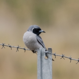 Artamus personatus at Belconnen, ACT - 6 Oct 2023 11:32 AM