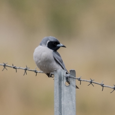 Artamus personatus (Masked Woodswallow) at Belconnen, ACT - 6 Oct 2023 by Roger