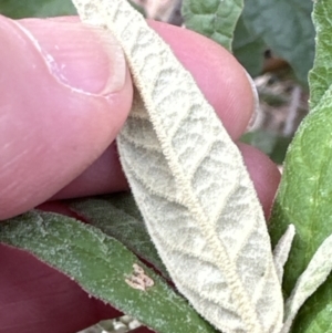 Olearia lirata at Aranda, ACT - 6 Oct 2023