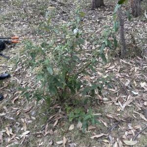 Olearia lirata at Aranda, ACT - 6 Oct 2023