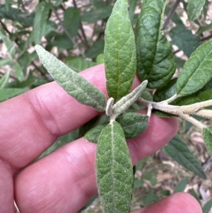 Olearia lirata at Belconnen, ACT - 6 Oct 2023