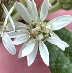 Olearia lirata at Belconnen, ACT - 6 Oct 2023