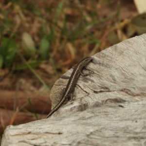 Cryptoblepharus sp. (genus) at Berremangra, NSW - 3 Oct 2023 02:13 PM