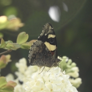 Vanessa itea at Murrumbateman, NSW - 6 Oct 2023 12:22 PM