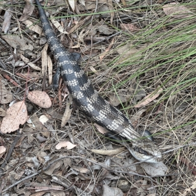 Tiliqua scincoides scincoides (Eastern Blue-tongue) at Belconnen, ACT - 6 Oct 2023 by lbradley