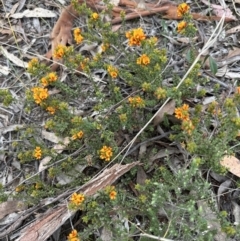 Pultenaea procumbens (Bush Pea) at Belconnen, ACT - 6 Oct 2023 by lbradley