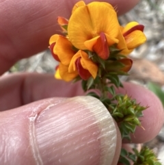 Pultenaea procumbens at Aranda, ACT - 6 Oct 2023 03:39 PM