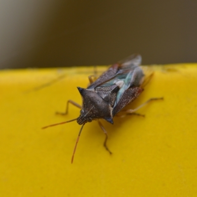 Oechalia schellenbergii (Spined Predatory Shield Bug) at QPRC LGA - 4 Mar 2022 by natureguy