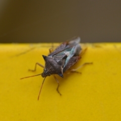 Oechalia schellenbergii at Wamboin, NSW - 4 Mar 2022