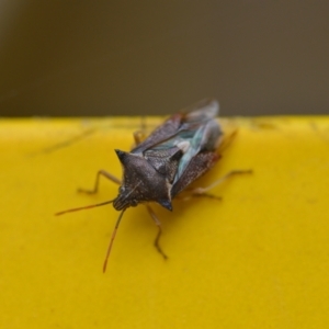 Oechalia schellenbergii at Wamboin, NSW - 4 Mar 2022 12:47 PM