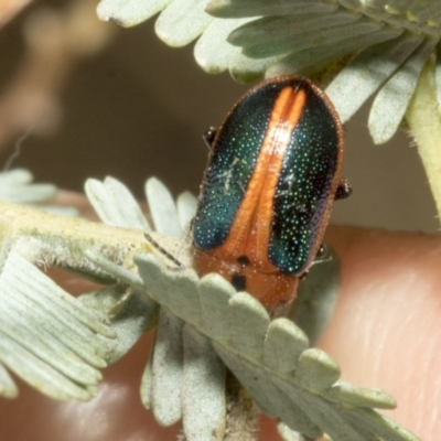 Calomela curtisi (Acacia leaf beetle) at Fyshwick, ACT - 6 Oct 2023 by AlisonMilton