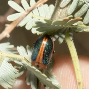 Calomela curtisi at Fyshwick, ACT - 6 Oct 2023 11:06 AM