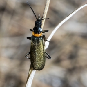 Chauliognathus lugubris at Fyshwick, ACT - 6 Oct 2023