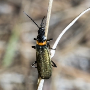 Chauliognathus lugubris at Fyshwick, ACT - 6 Oct 2023