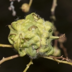 Unidentified gall of Acacia sp. at Fyshwick, ACT - 6 Oct 2023 by AlisonMilton