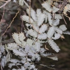 Dasineura sp. (genus) at Fyshwick, ACT - 6 Oct 2023
