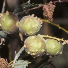 Trichilogaster sp. (genus) (Acacia gall wasp) at Fyshwick, ACT - 6 Oct 2023 by AlisonMilton